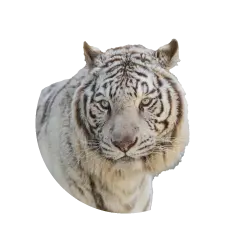 White Tiger