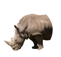 Southern White Rhinoceros