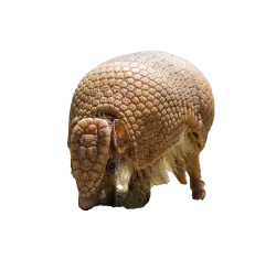 Southern Three-banded Armadillo