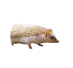 Four-Toed Hedgehog