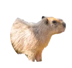 Capybara