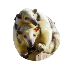 Southern Tamandua