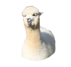 Alpaca