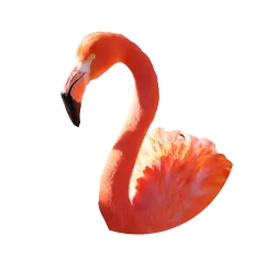 Caribbean flamingo