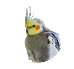 Cockatiel