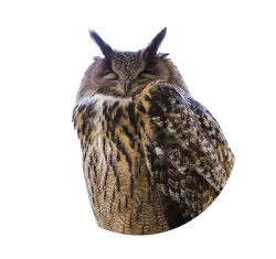 African eagle owl