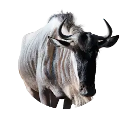 Eastern White-bearded Wildebeest