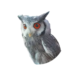 Southern White-face Owl