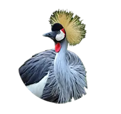 South African Crowned Crane