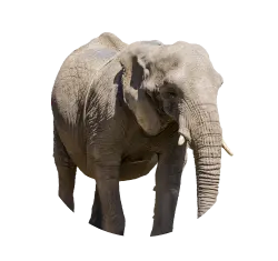 African elephant