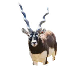 Blackbuck