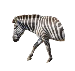 Grants Zebra