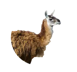 Llama