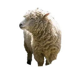 Sheep