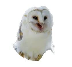 Barn Owl