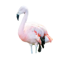 Chilean flamingo