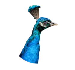 Indian peafowl