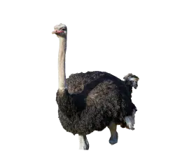 Ostrich