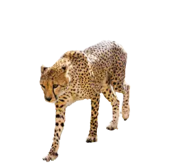 Cheetah