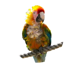 Blue and yellow Macaw