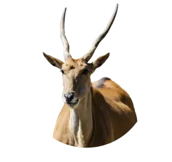 Eland