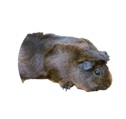 Guinea pig