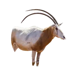 Scimitar-horned oryx