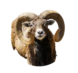 Mouflon