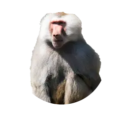 Hamadryas baboon