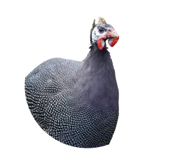 Helmeted guineafowl