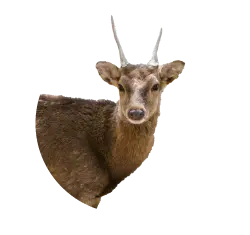 Yak Deer