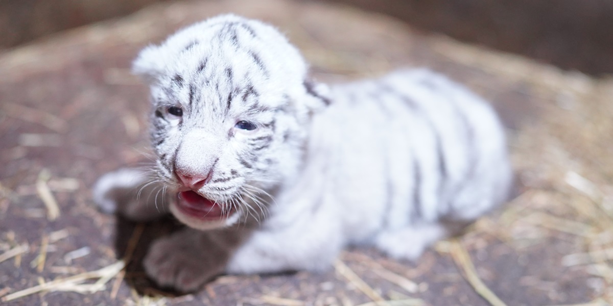 4年ぶりにホワイトタイガーの「シロップ」が出産しました｜伊豆