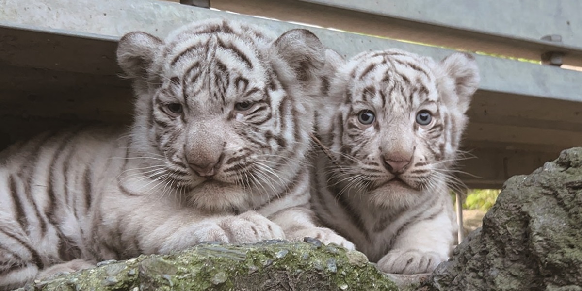 white_tiger_baby_name_og.jpg