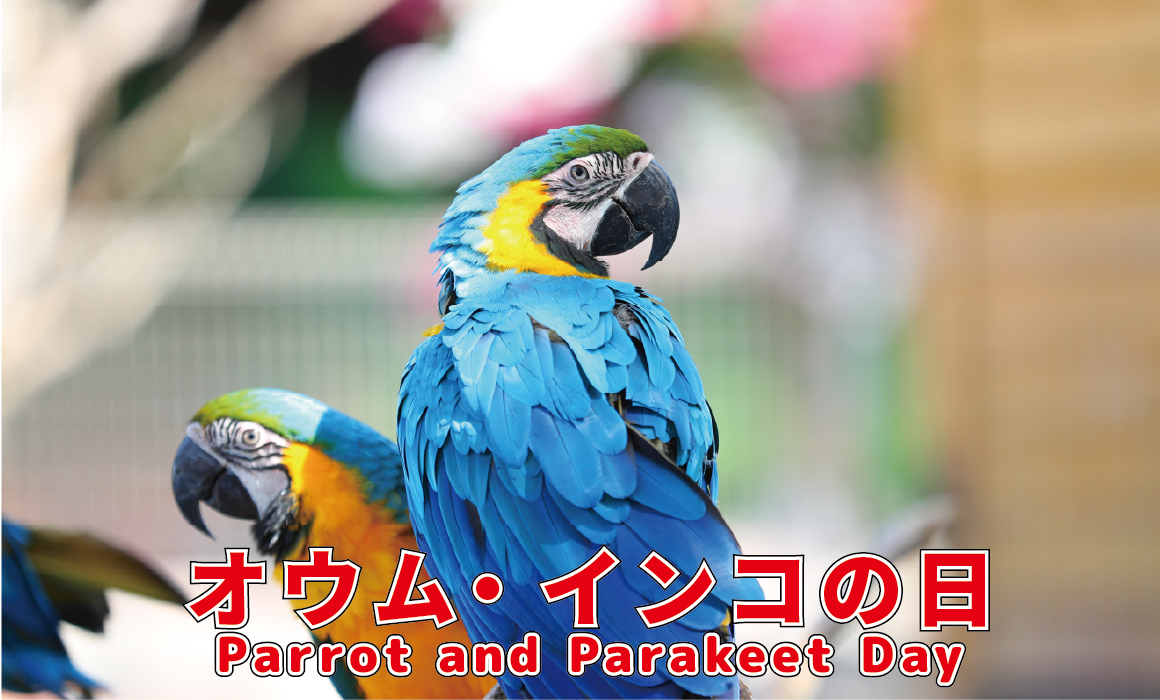 オウム・インコの日特別イベント｜伊豆アニマルキングダム【公式】